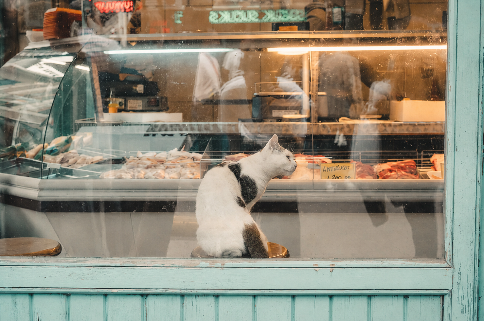 Black-and-white cat seated in a turquoise-framed neighborhood shop window